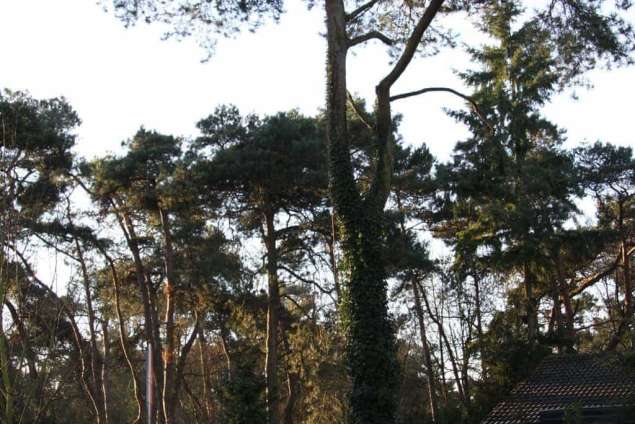 boom kappen met telescoopkraan in Vught hovenier A van Spelde boom kappen prijsindicatie